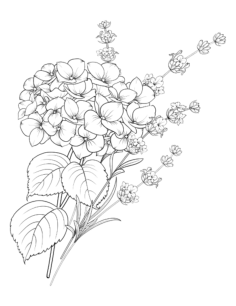 Flower Lavender And Hydrangea Botanical Tracing Shape Pdf, Free Vectors File